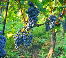 Cabernet