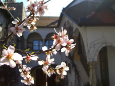 Mandelblüten