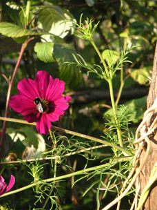 Arbeiten mit der Natur